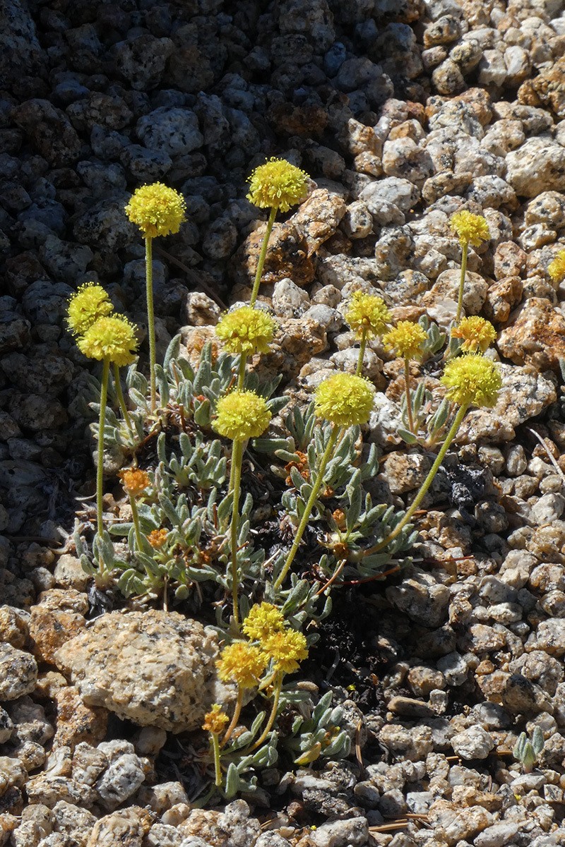 Eriogonum rosense var. rosense photo 2