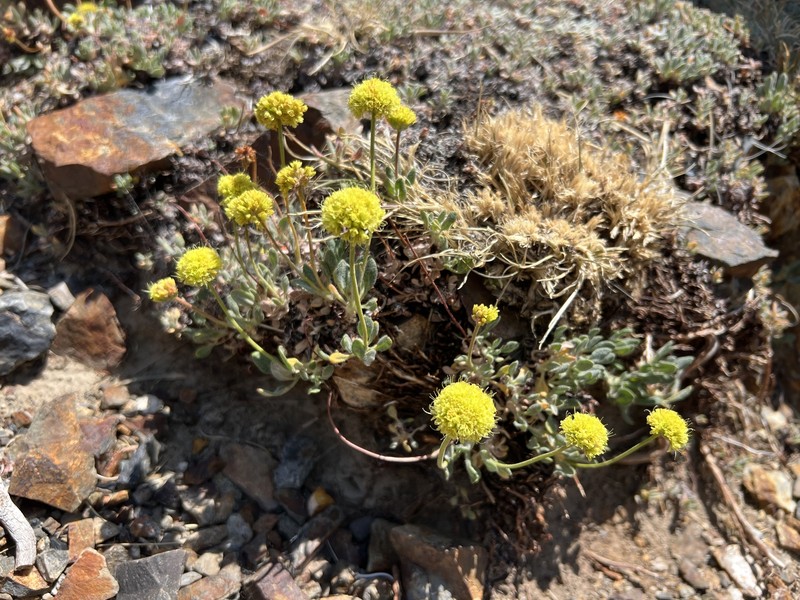 Eriogonum rosense var. rosense photo 4