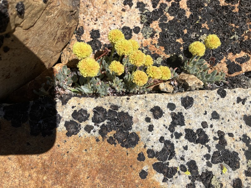 Eriogonum rosense var. rosense photo 5