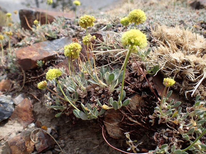 Eriogonum rosense var. rosense photo 6