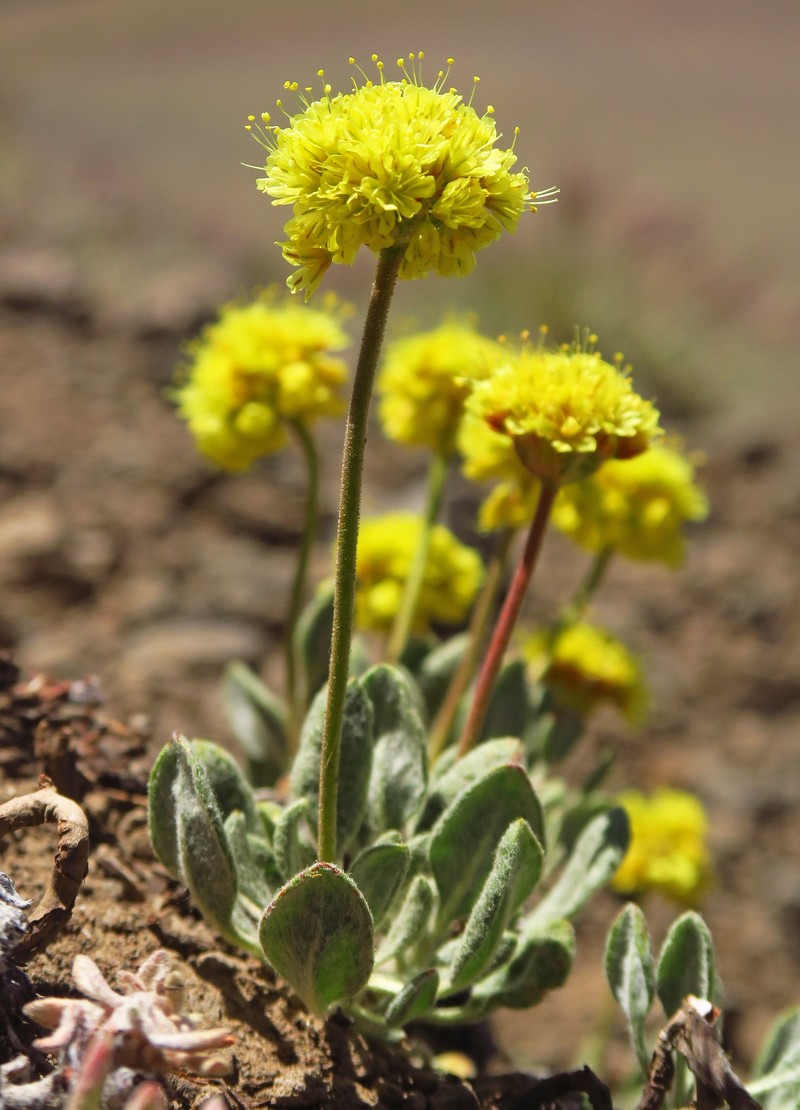 Eriogonum rosense var. rosense photo 7