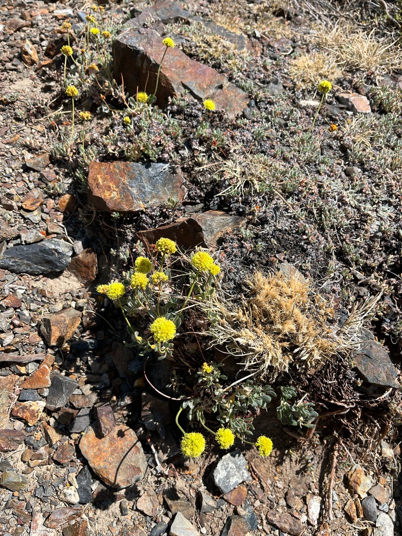 Eriogonum rosense var. rosense photo 8