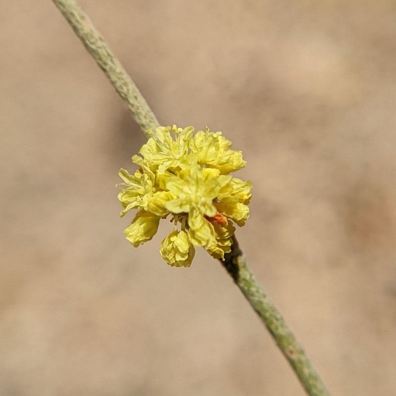 Wand Buckwheat