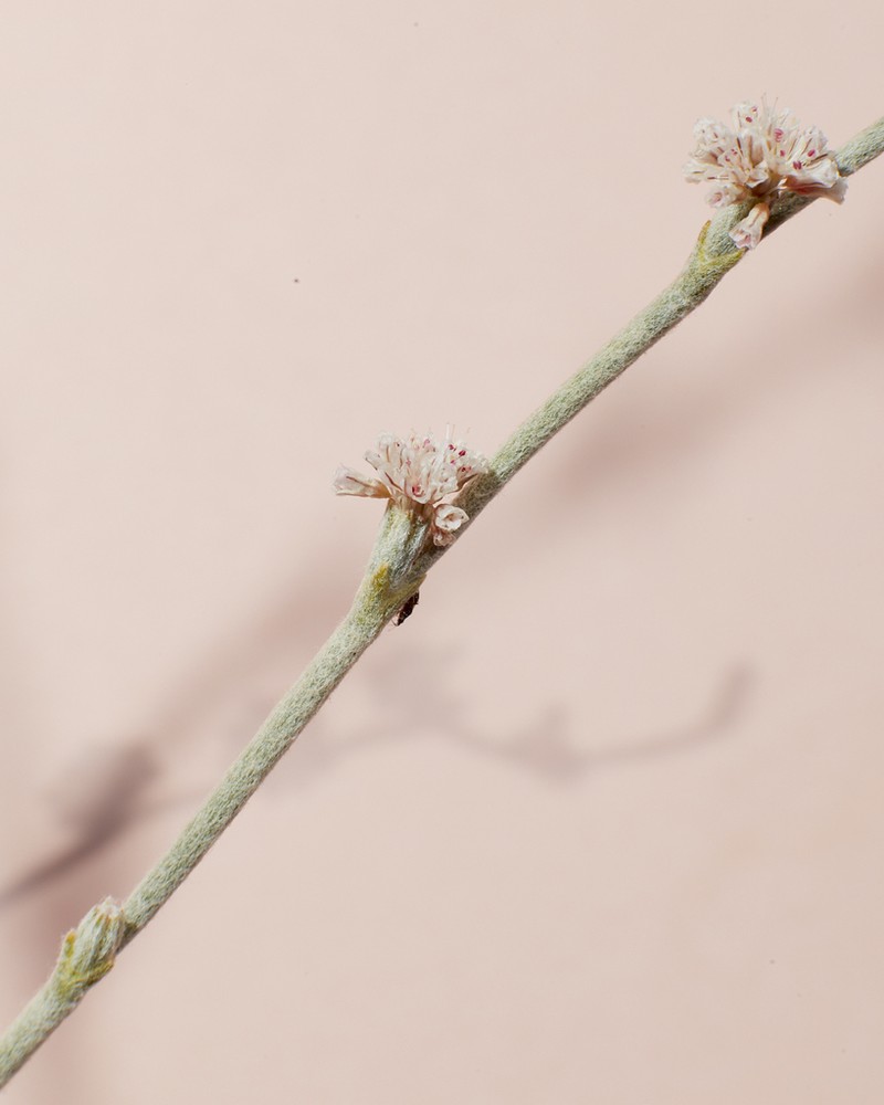 Wand Buckwheat photo 2