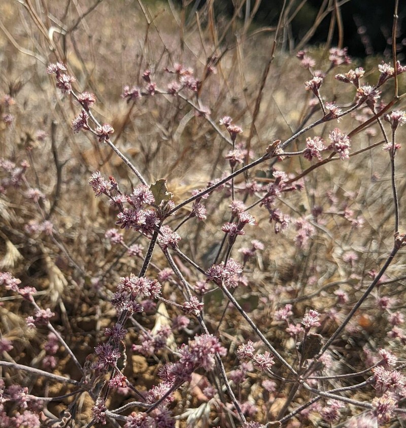 Wand Buckwheat photo 3