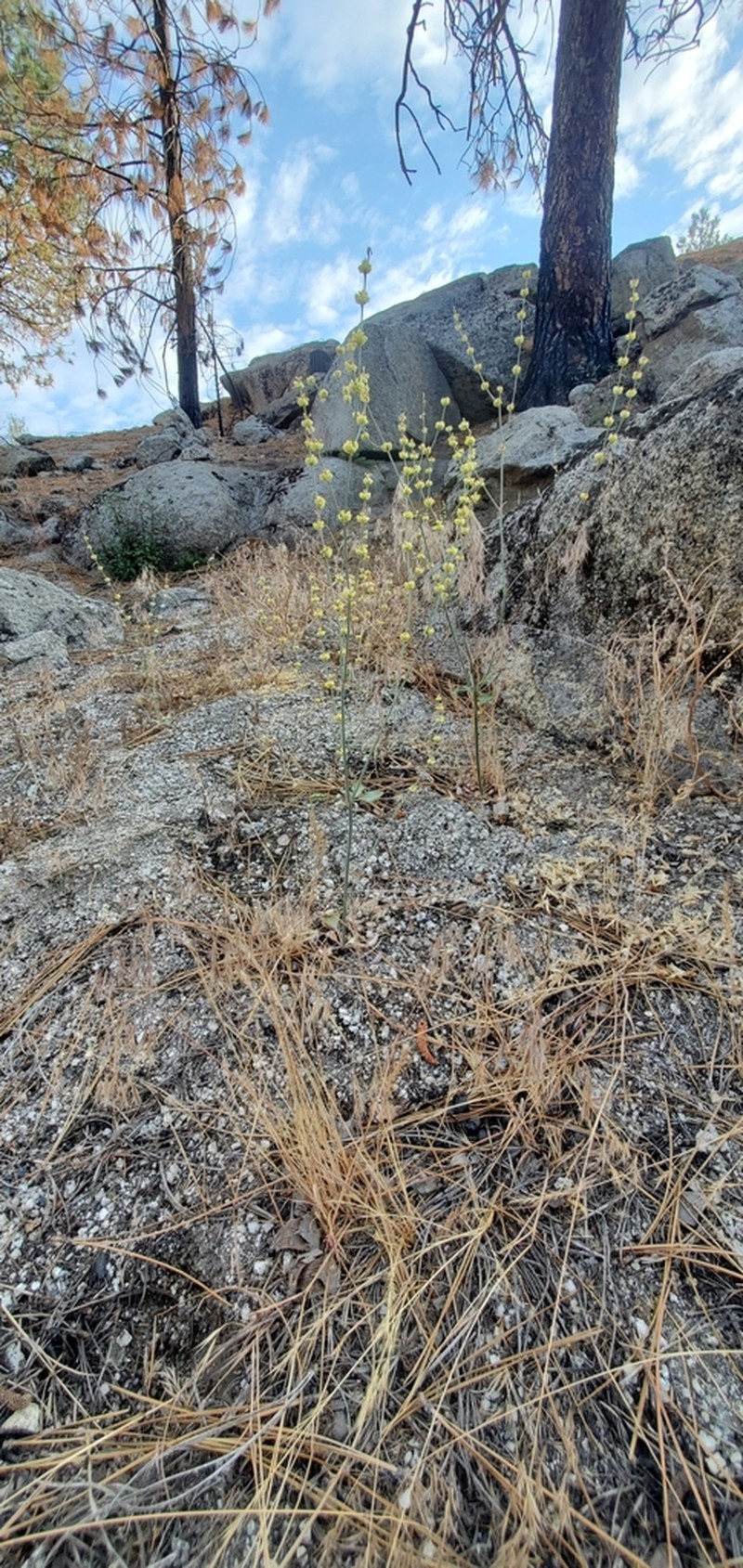 Wand Buckwheat photo 5