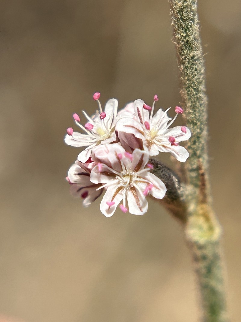 Wand Buckwheat photo 6