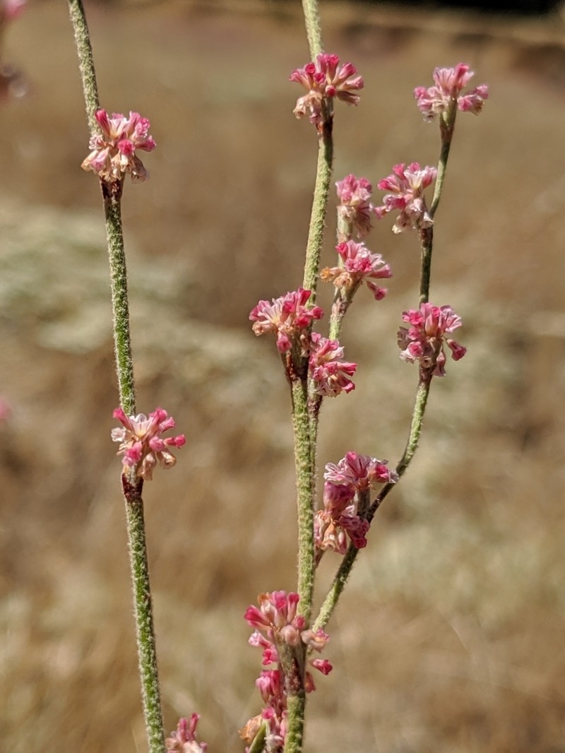 Wand Buckwheat photo 7