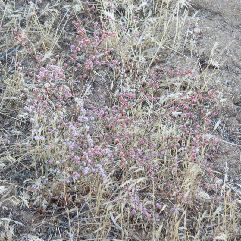 Wand Buckwheat photo 8