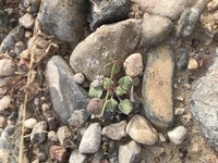 Roundleaf Buckwheat