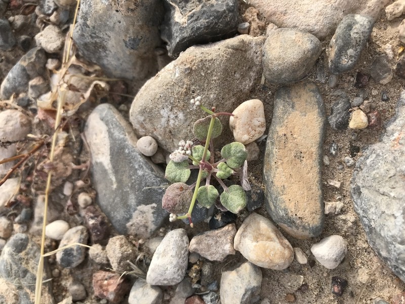 Roundleaf Buckwheat