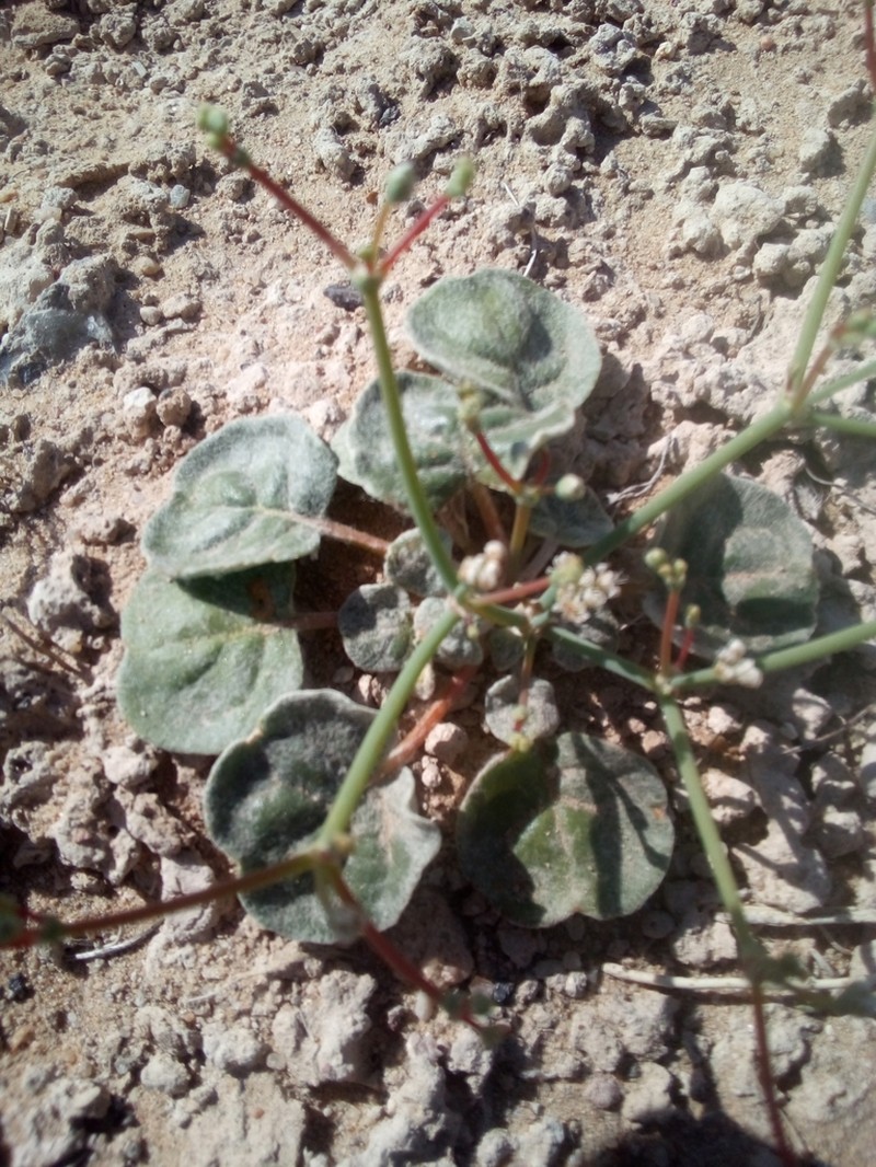 Roundleaf Buckwheat photo 2