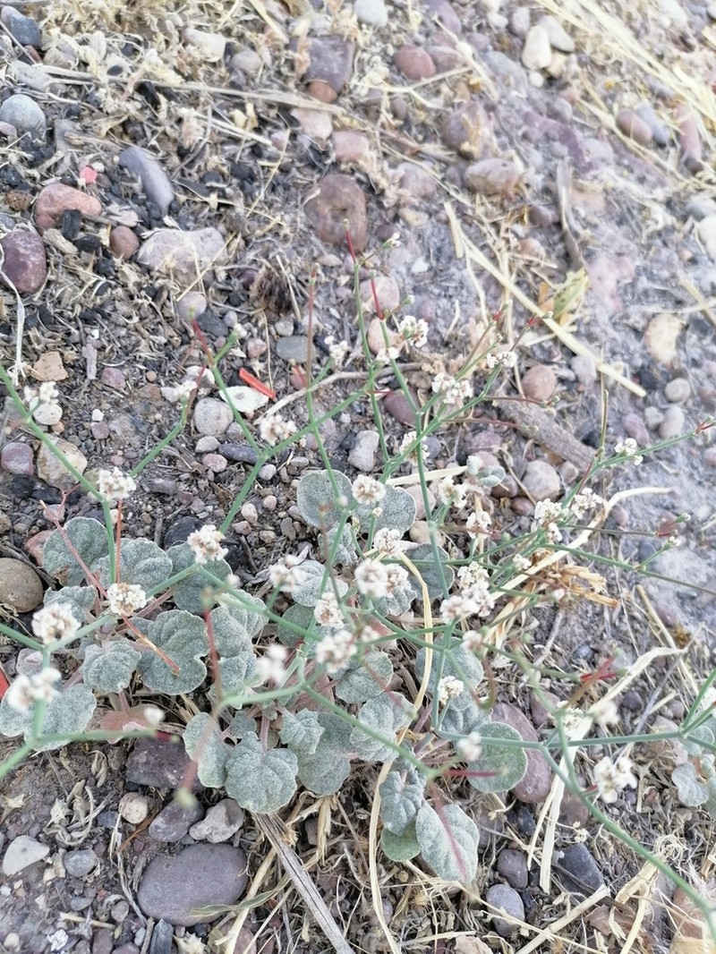 Roundleaf Buckwheat photo 3