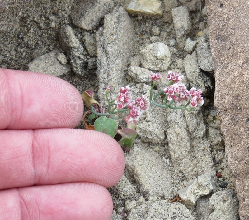 Roundleaf Buckwheat photo 4