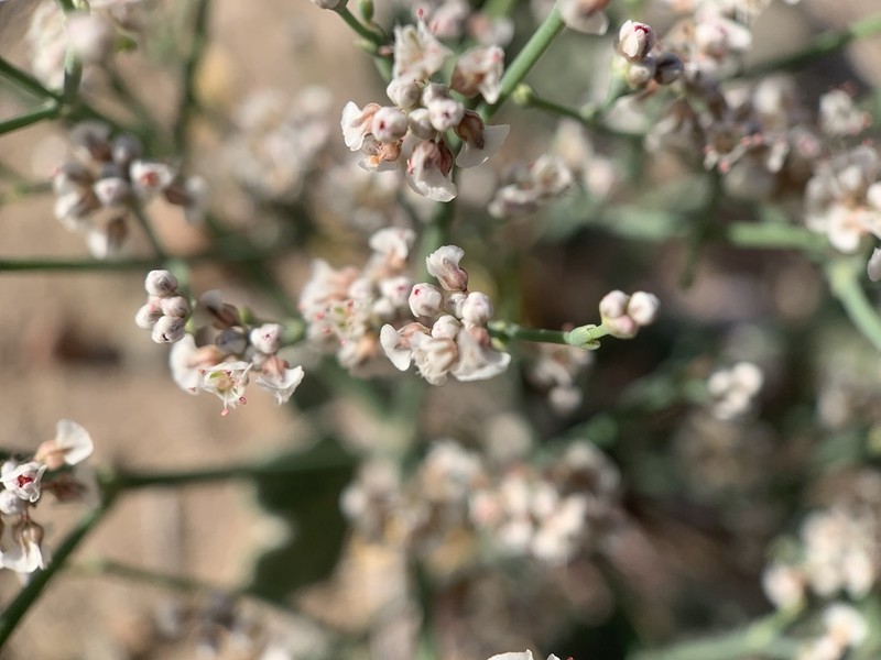 Roundleaf Buckwheat photo 5