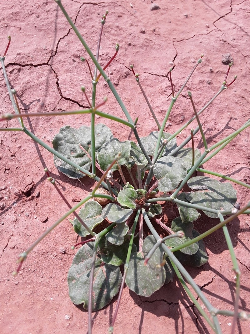 Roundleaf Buckwheat photo 6