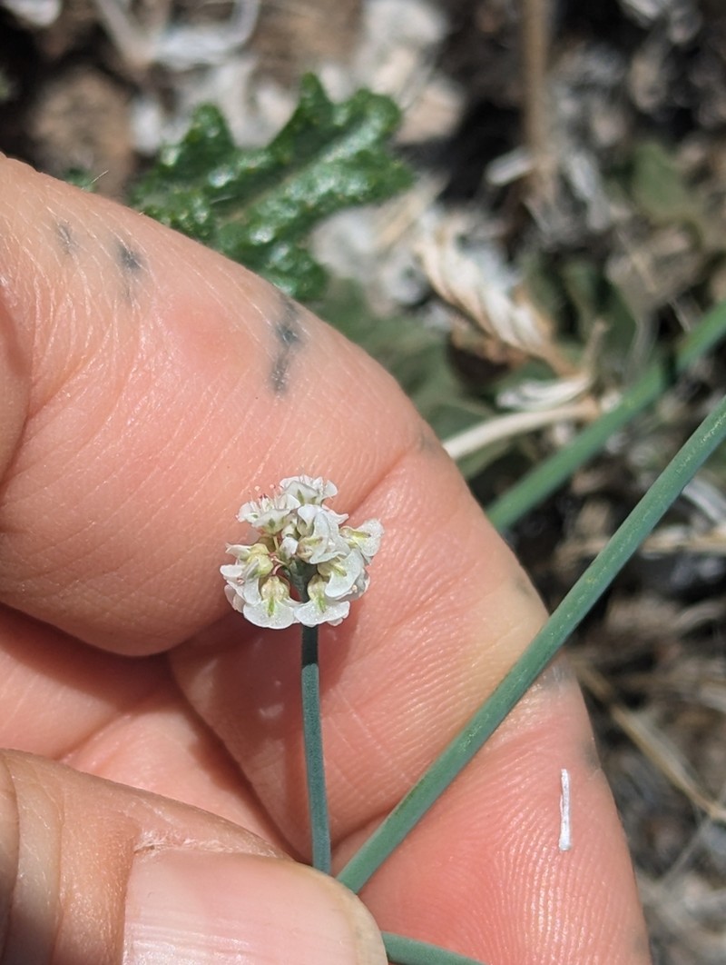 Roundleaf Buckwheat photo 7