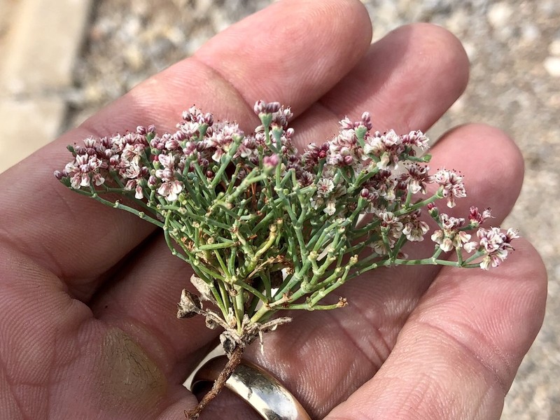 Roundleaf Buckwheat photo 8