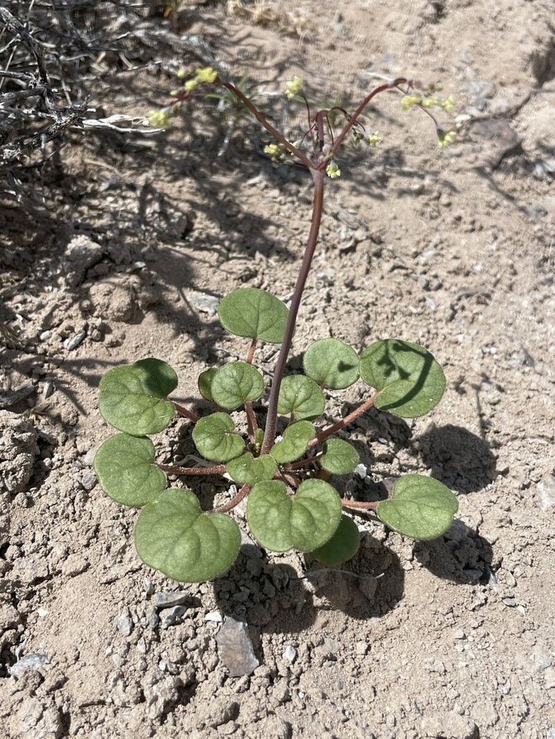 Redstem Buckwheat