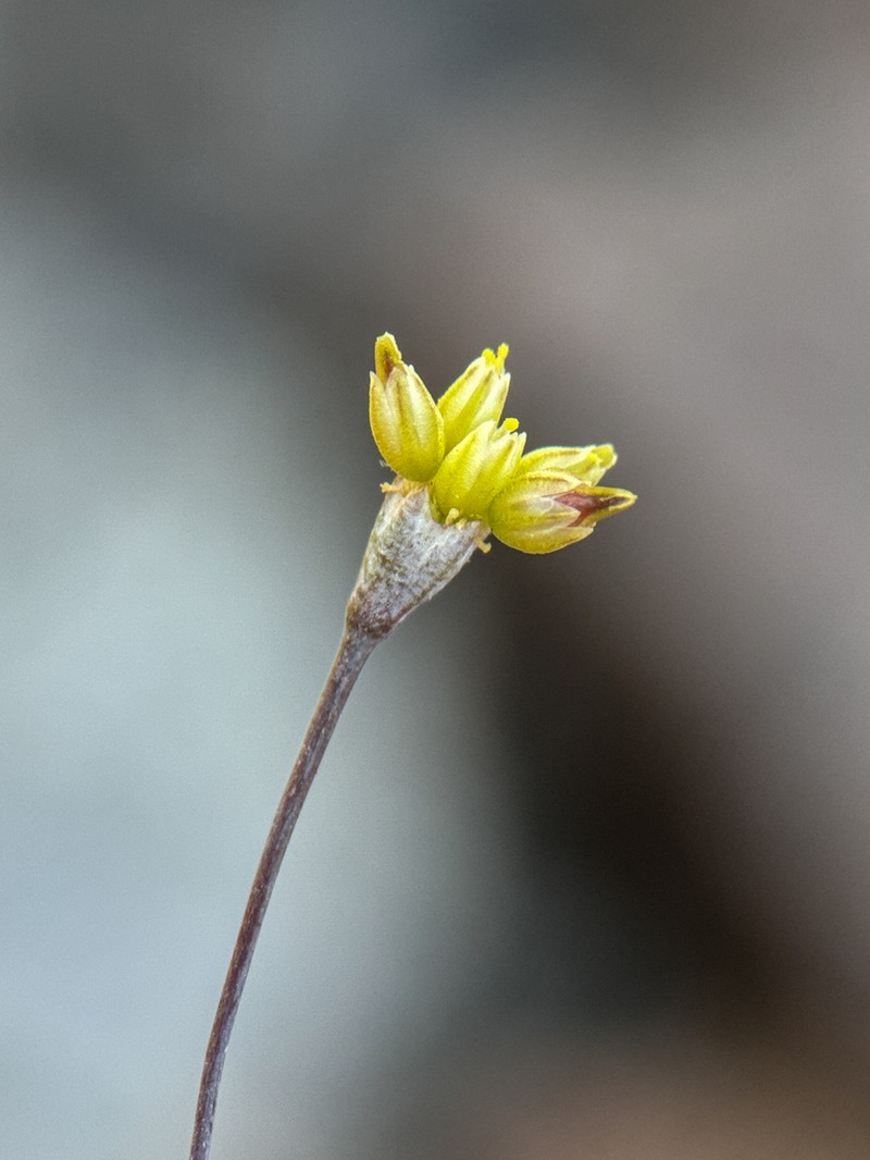 Redstem Buckwheat photo 2
