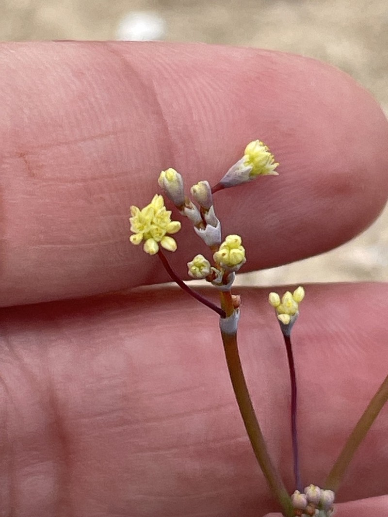 Redstem Buckwheat photo 3