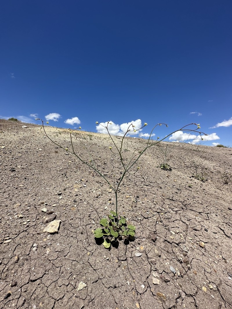Redstem Buckwheat photo 4