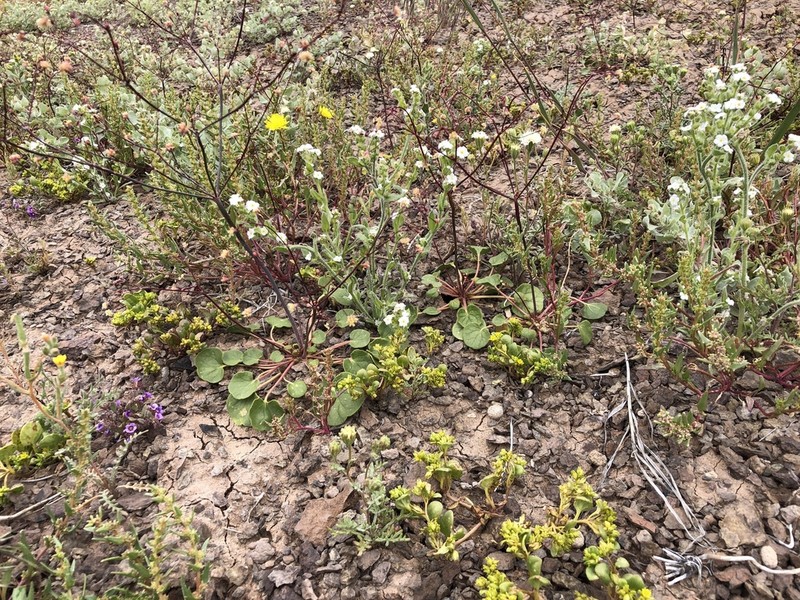 Redstem Buckwheat photo 5