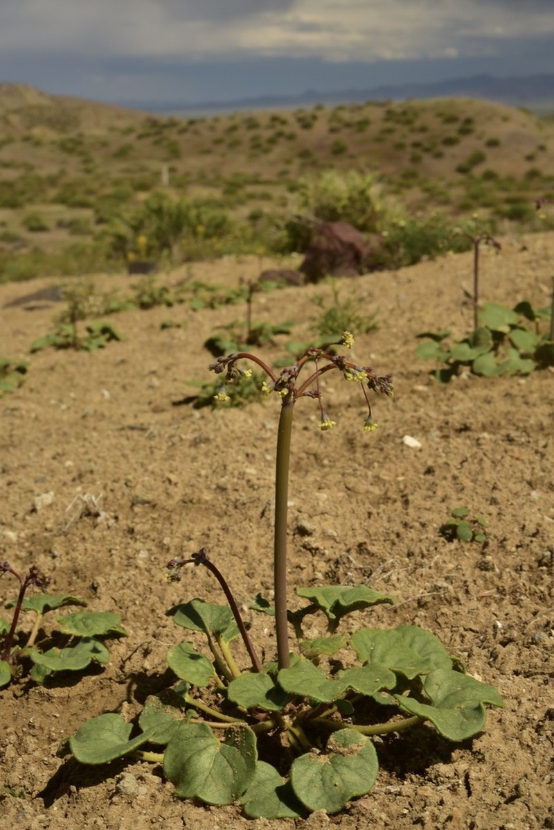 Redstem Buckwheat photo 6