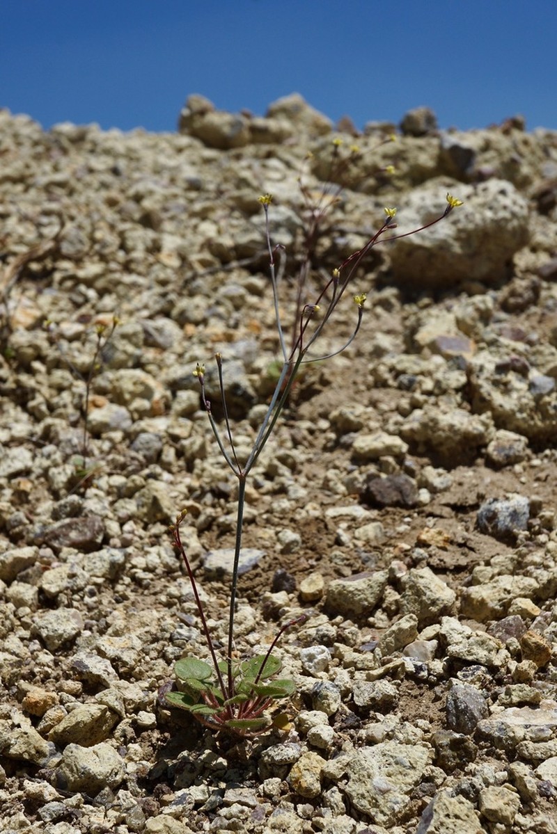 Redstem Buckwheat photo 7
