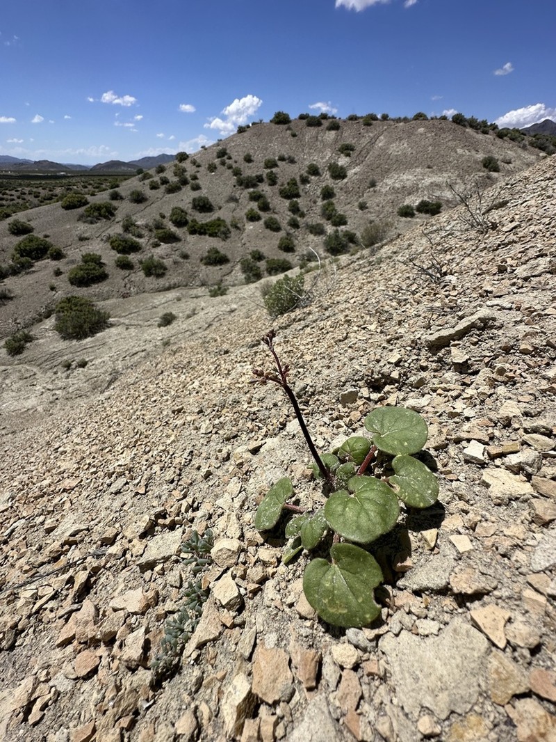 Redstem Buckwheat photo 8