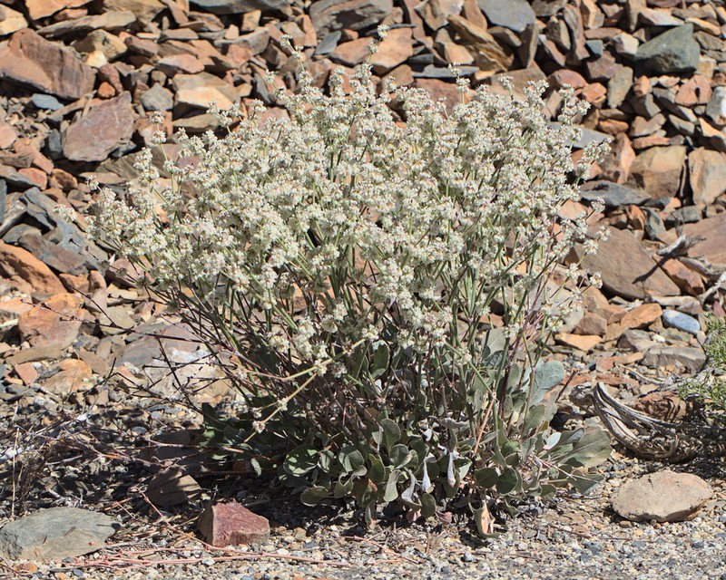 Wyman Creek Buckwheat