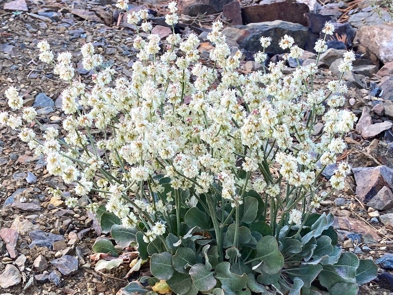 Wyman Creek Buckwheat photo 2