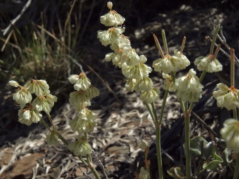 Wyman Creek Buckwheat photo 3