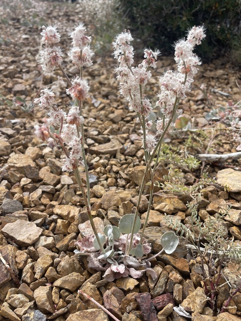 Wyman Creek Buckwheat photo 4