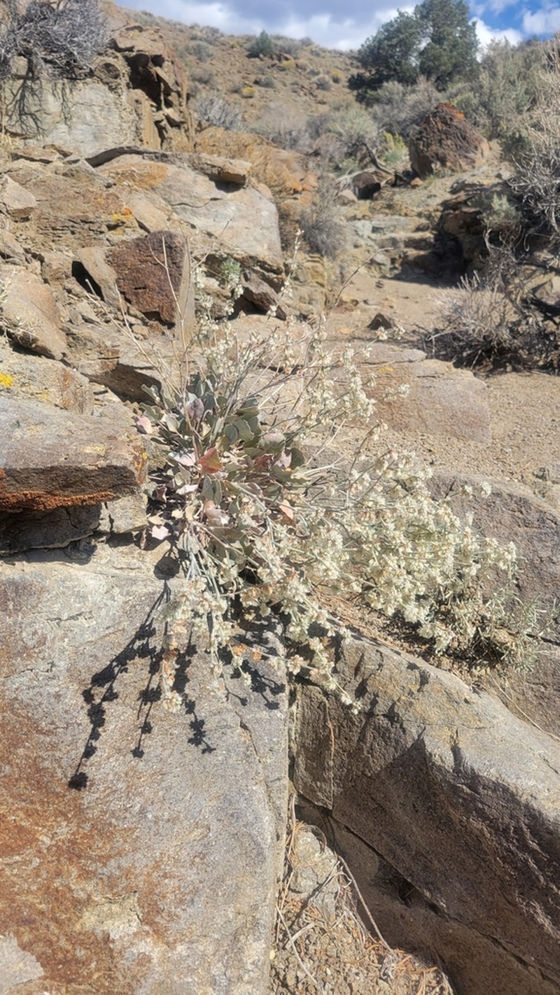 Wyman Creek Buckwheat photo 5