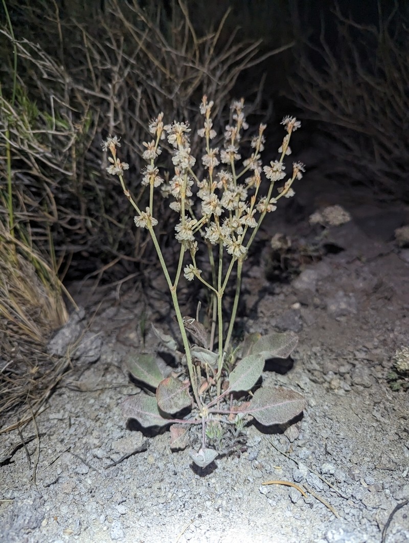 Wyman Creek Buckwheat photo 6