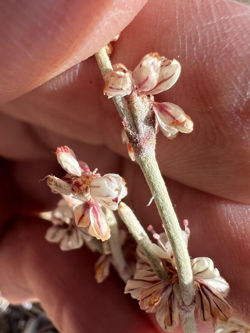 Wyman Creek Buckwheat photo 7
