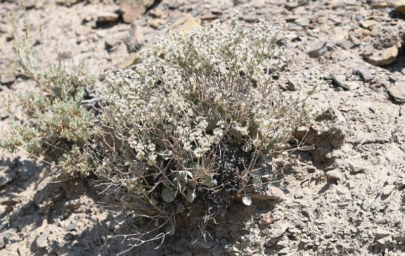 Wyman Creek Buckwheat photo 8