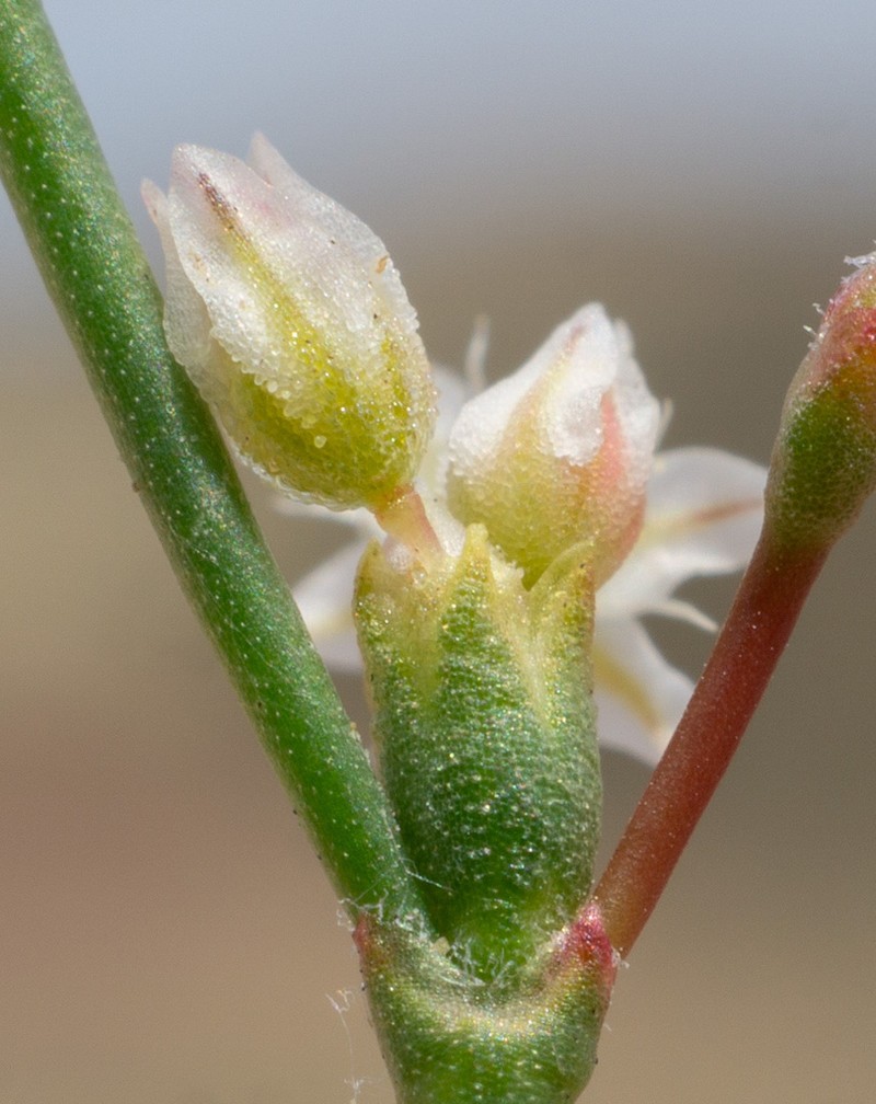 Saltwort Buckwheat