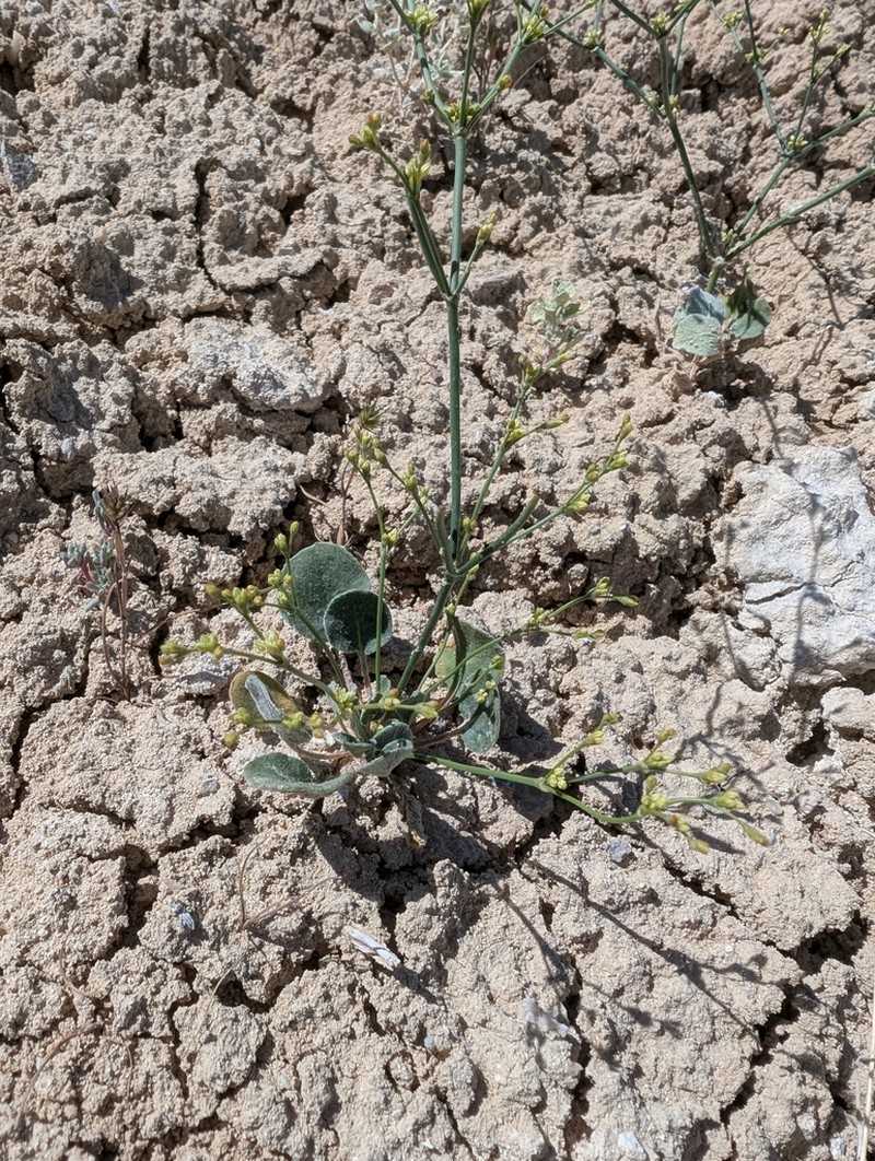 Saltwort Buckwheat photo 3