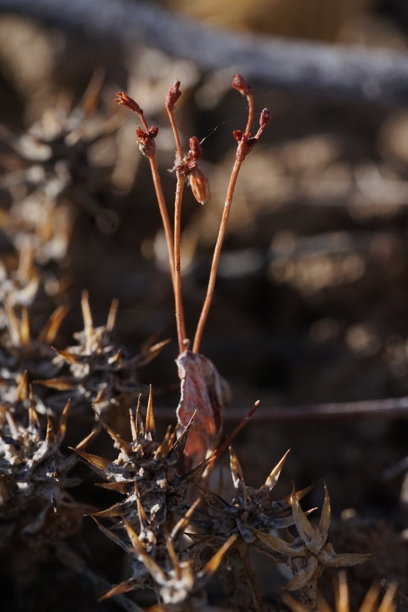 Saltwort Buckwheat photo 4