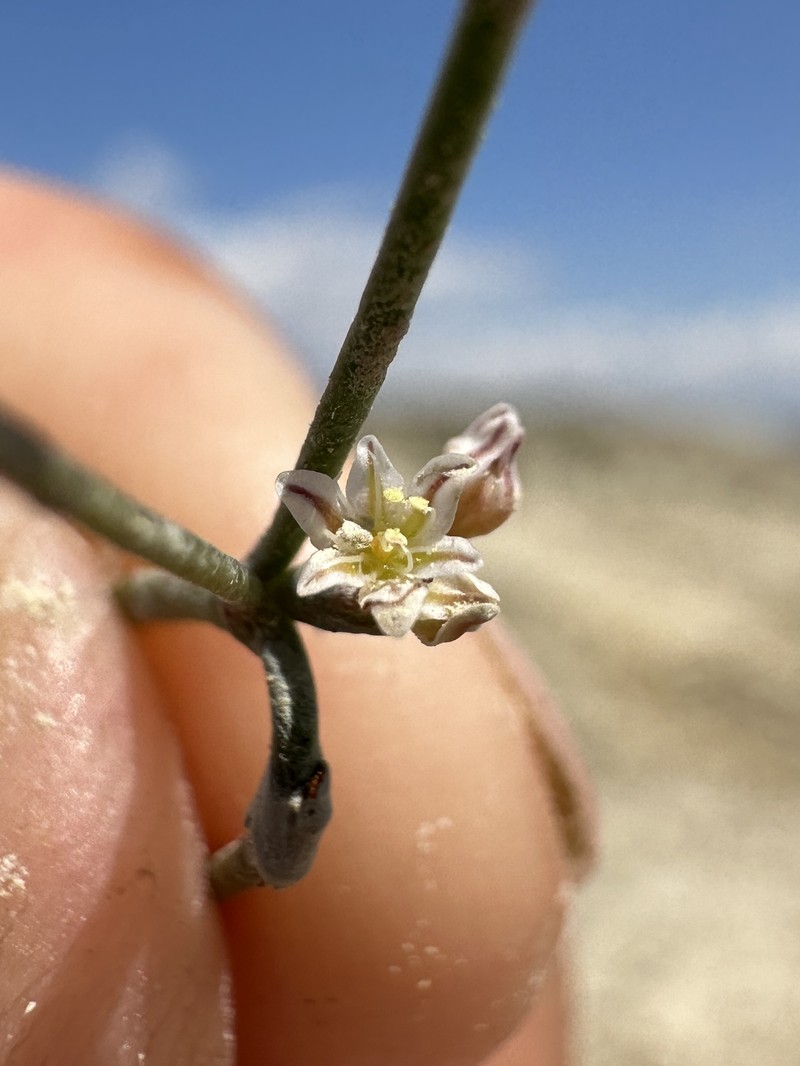 Saltwort Buckwheat photo 6