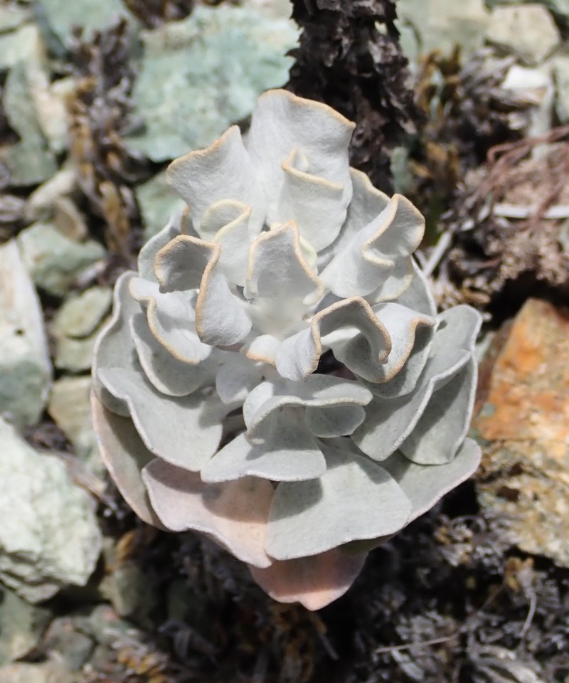 Hoary Buckwheat photo 2