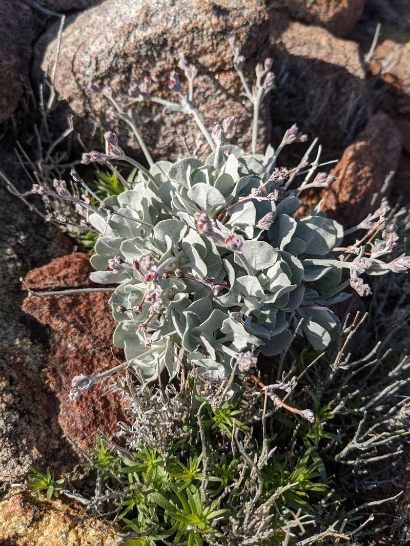 Hoary Buckwheat photo 3