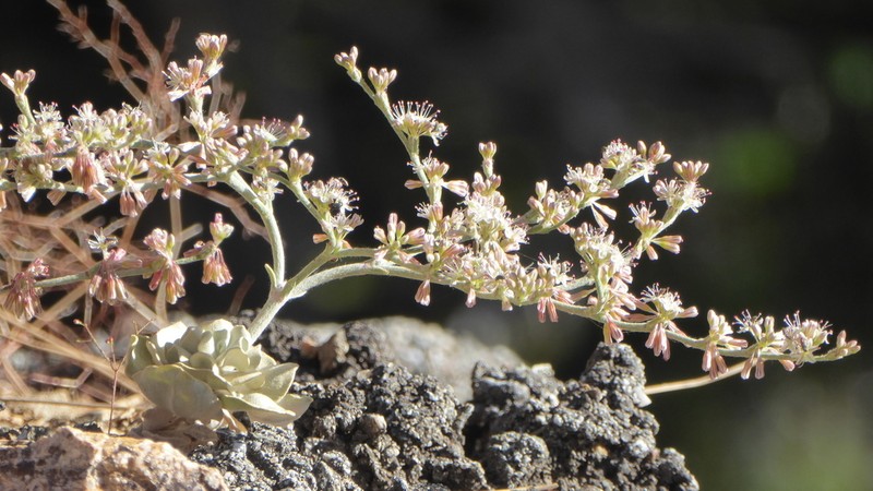 Hoary Buckwheat photo 4
