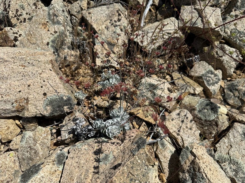 Hoary Buckwheat photo 5