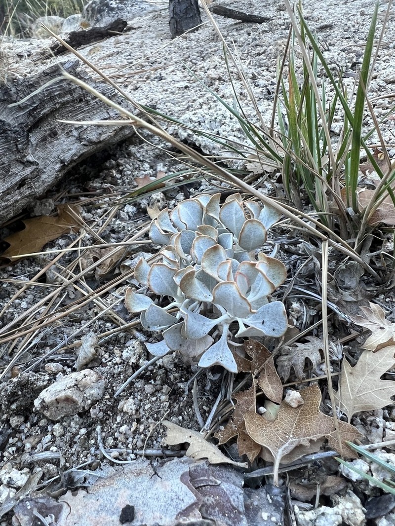 Hoary Buckwheat photo 7