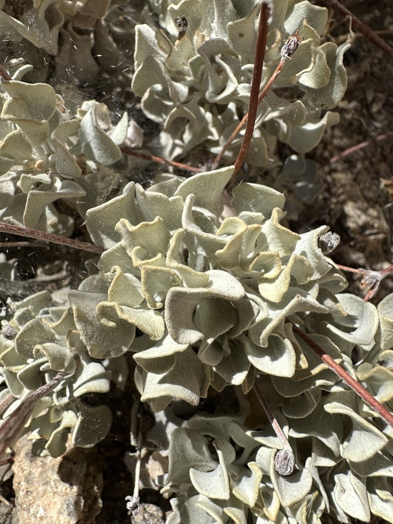 Hoary Buckwheat photo 8