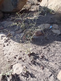 Westwater Buckwheat