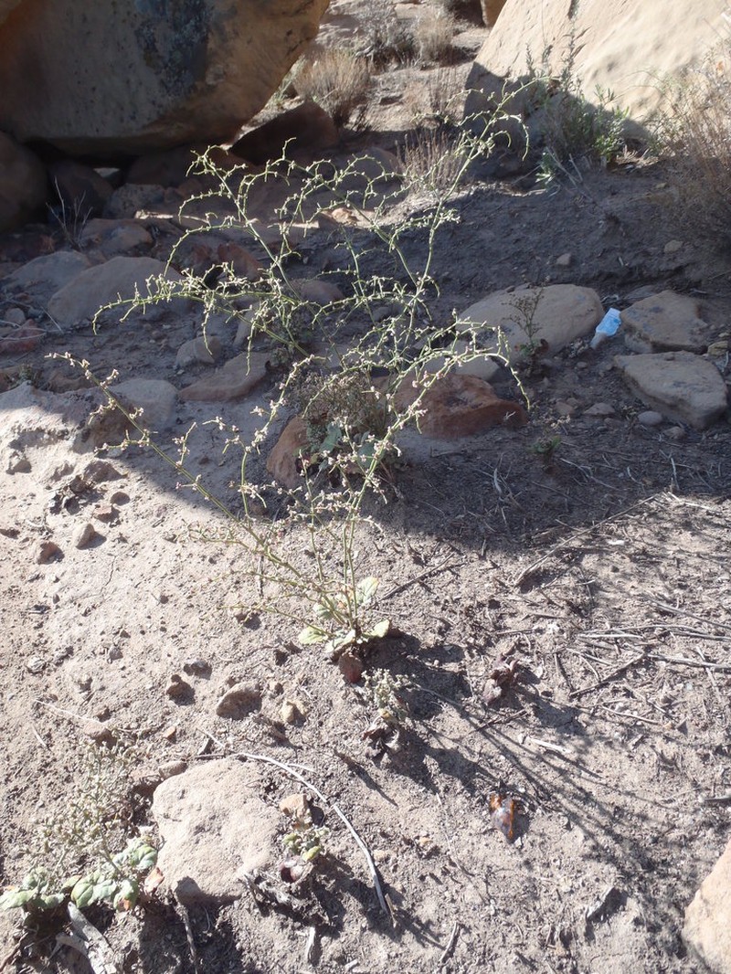 Westwater Buckwheat